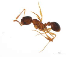 Image of Myrmica detritinodis