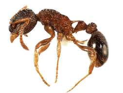 Image of Myrmica AF-smi