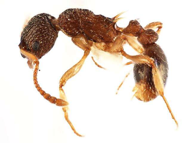 Image of Myrmica punctiventris Roger 1863