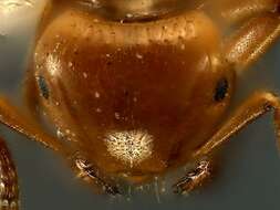 Image of <i>Lasius claviger</i>