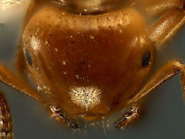 Imagem de <i>Lasius claviger</i>