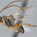 Image of Microplitis adrianguadamuzi