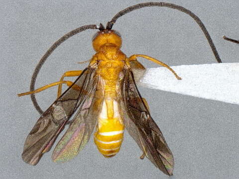 <i>Snellenius phildevriesi</i>的圖片