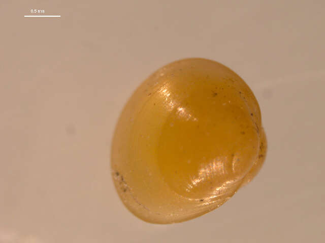 Image of molluscs