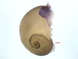 Слика од Physaliidae Brandt 1835