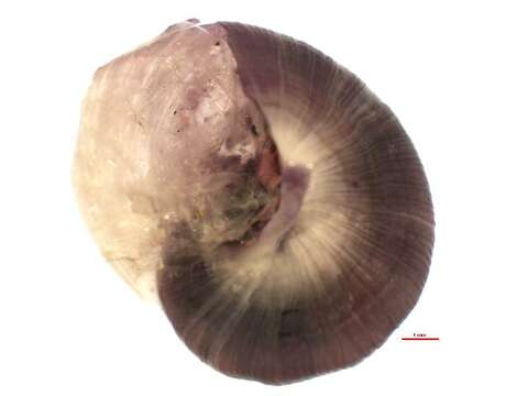 Image of unclassified Gastropoda