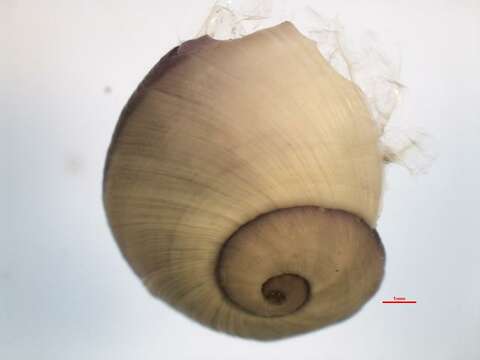 Image of unclassified Gastropoda