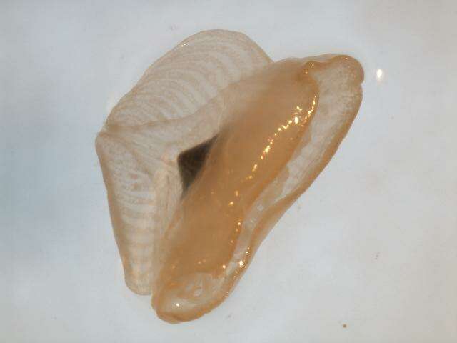 Слика од Porpitidae Goldfuss 1818
