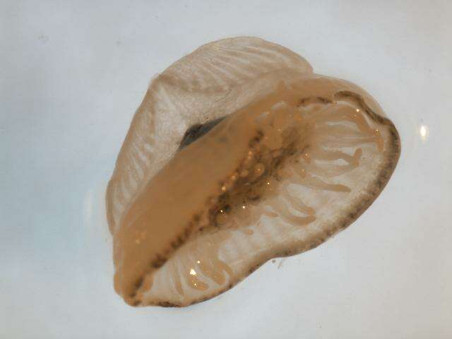 Image of Porpitidae Goldfuss 1818