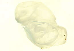 Image of Physalia utriculus