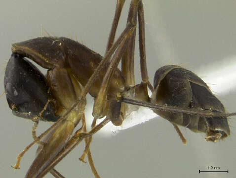 Plancia ëd Camponotus dorycus (Smith 1860)