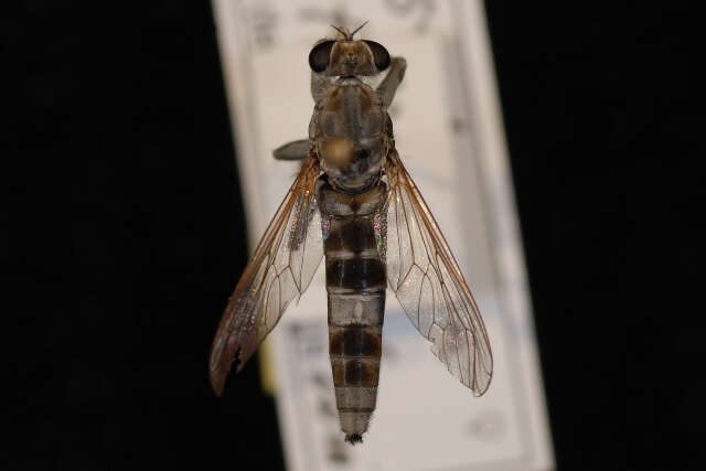 Image of Three-banded Robber Fly