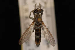 Image of Three-banded Robber Fly