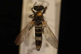 Image of Three-banded Robber Fly