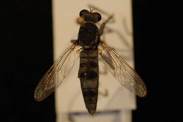 Image of Three-banded Robber Fly