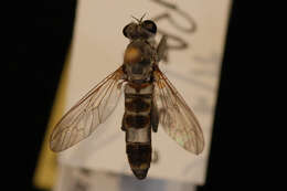 Image of Three-banded Robber Fly