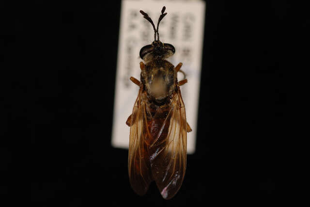 Image of Myelaphus lobicornis (Osten Sacken 1877)