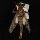 صورة <i>Proctacanthus milberti</i>