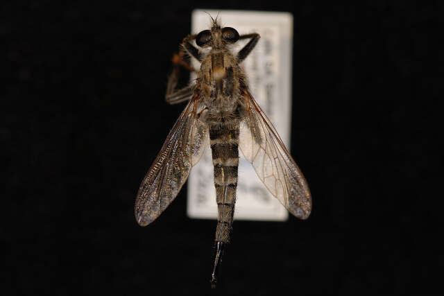 Image of Efferia bicaudata (Hine 1919)