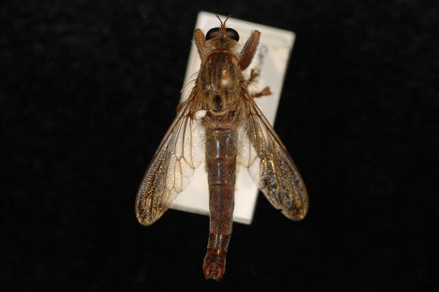 Image of Scleropogon bradleyi (Bromley 1937)