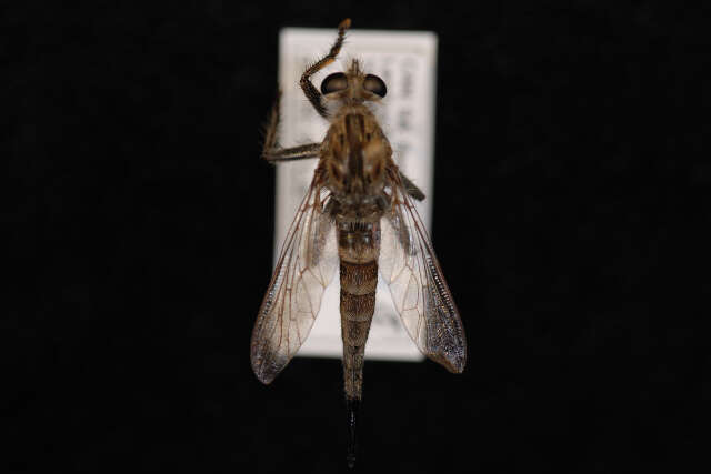 Image of Efferia bicaudata (Hine 1919)