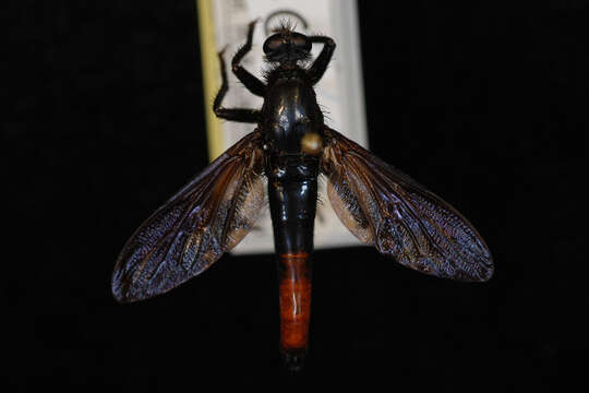 Image of <i>Ospriocerus aeacus</i>