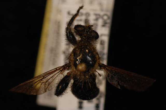 صورة Laphria flavicollis Say 1824