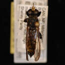 صورة Laphria scorpio McAtee 1919