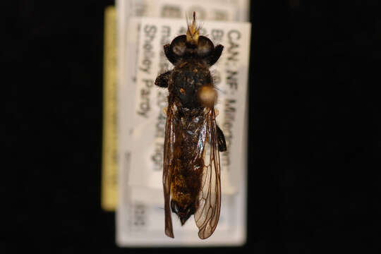 صورة Laphria scorpio McAtee 1919