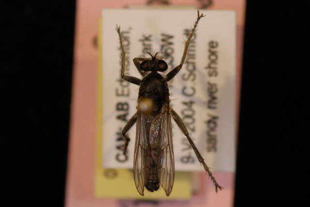 Image of Lasiopogon quadrivittatus Jones 1907
