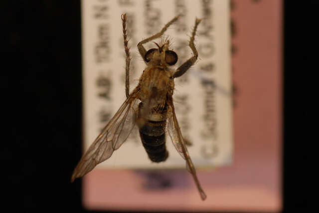 Image of Lasiopogon quadrivittatus Jones 1907