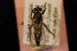 Image of Lasiopogon quadrivittatus Jones 1907