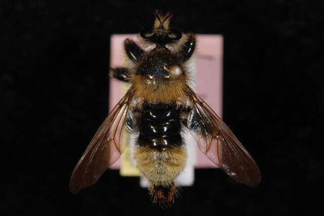 Image of Laphria partitor (Banks 1917)