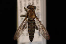 Image of Lasiopogon californicus Cole & Wilcox 1938