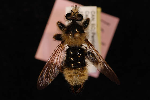 Image of Laphria partitor (Banks 1917)