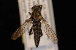 Image of Lasiopogon californicus Cole & Wilcox 1938