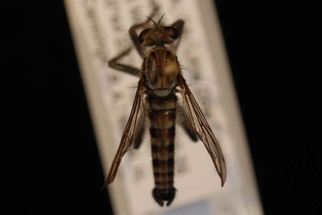 Image of Lasiopogon californicus Cole & Wilcox 1938