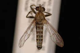 Image of Lasiopogon quadrivittatus Jones 1907
