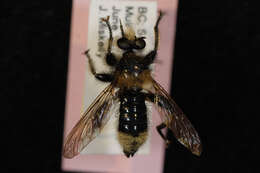 صورة Laphria columbica Walker 1866