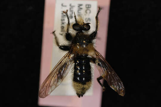 صورة Laphria columbica Walker 1866