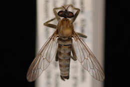 Image of Lasiopogon quadrivittatus Jones 1907