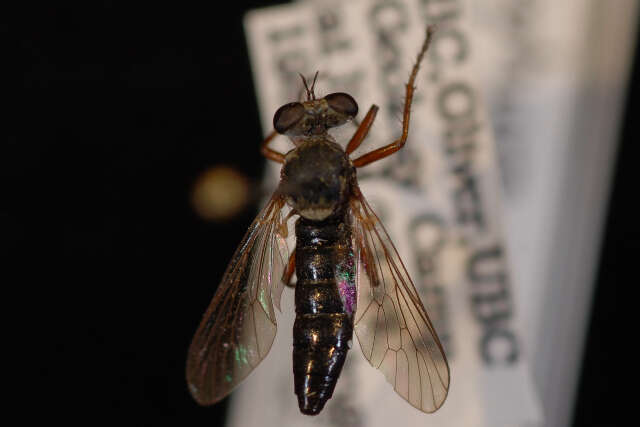 Image de Cophura brevicornis (Williston 1883)