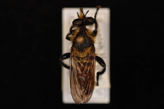 صورة Laphria ventralis Williston 1885