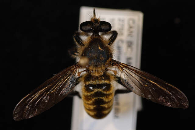 صورة Laphria ventralis Williston 1885