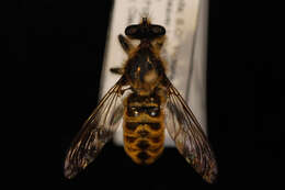 صورة Laphria ventralis Williston 1885