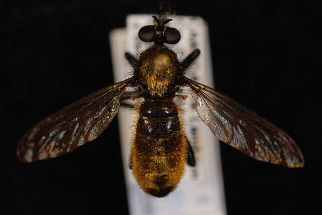 Image of Laphria sericea Say 1823