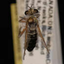 Image of <i>Laphria littoralis</i>