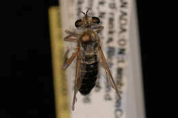 Image of <i>Laphria littoralis</i>