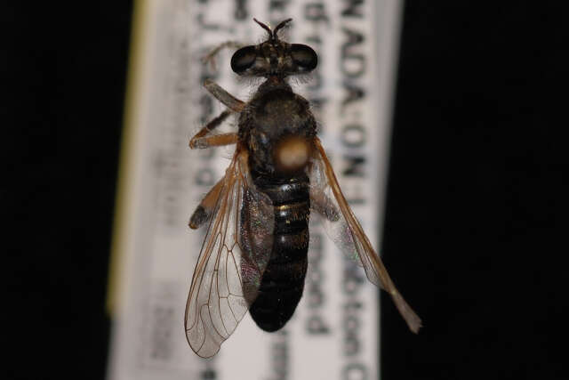 Image of <i>Laphria littoralis</i>