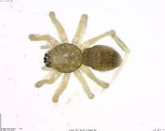 Image of antmimics and ground sac spiders